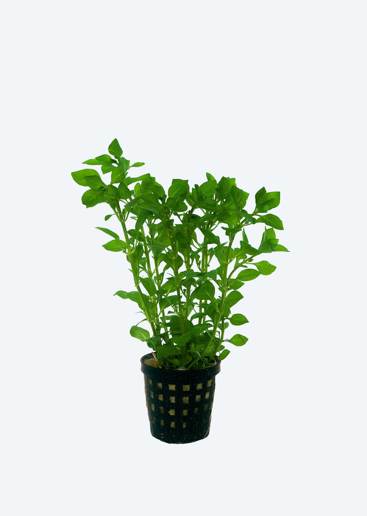 Ludwigia palustris