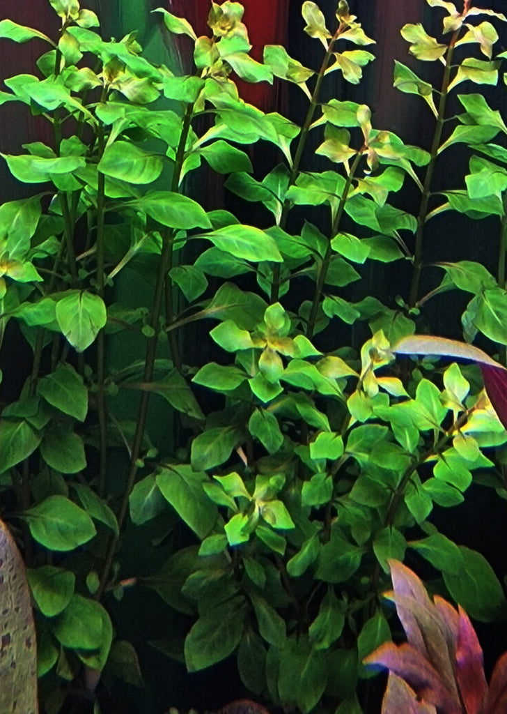 Ludwigia palustris