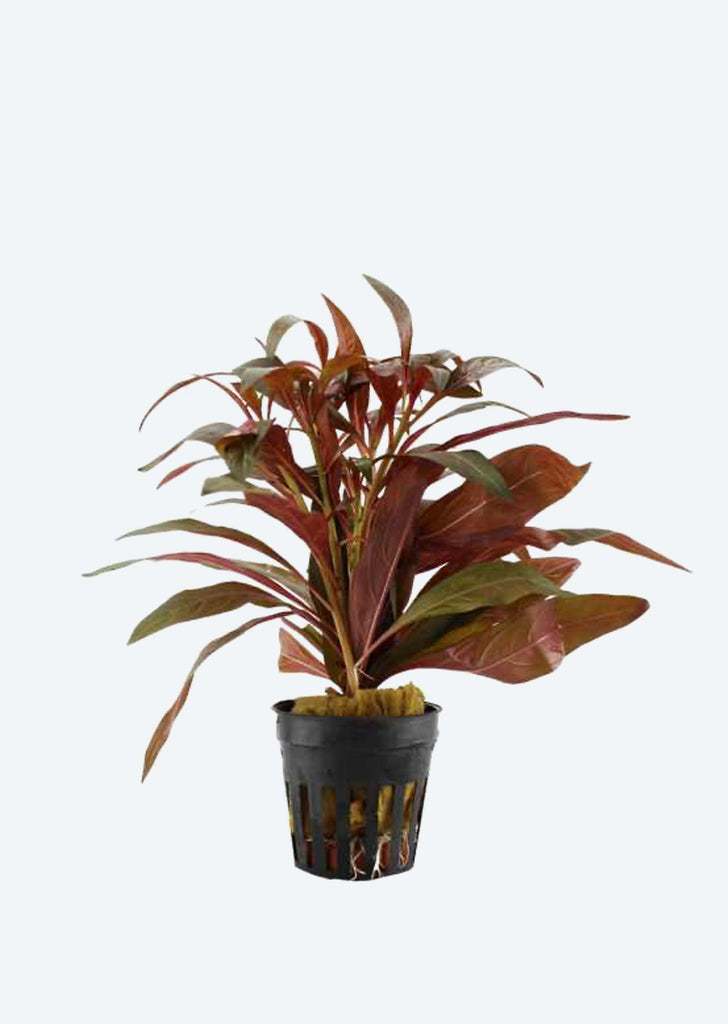 Ludwigia peruensis