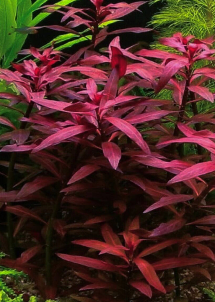 Ludwigia peruensis