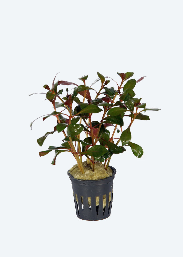 Ludwigia repens Rubin