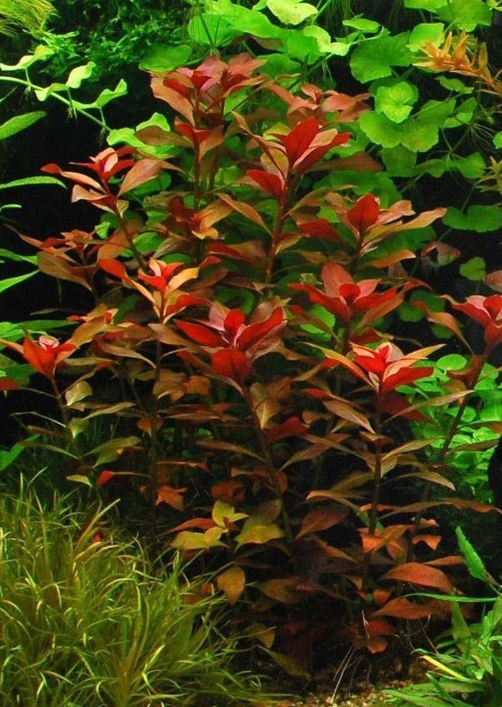 Ludwigia repens Rubin