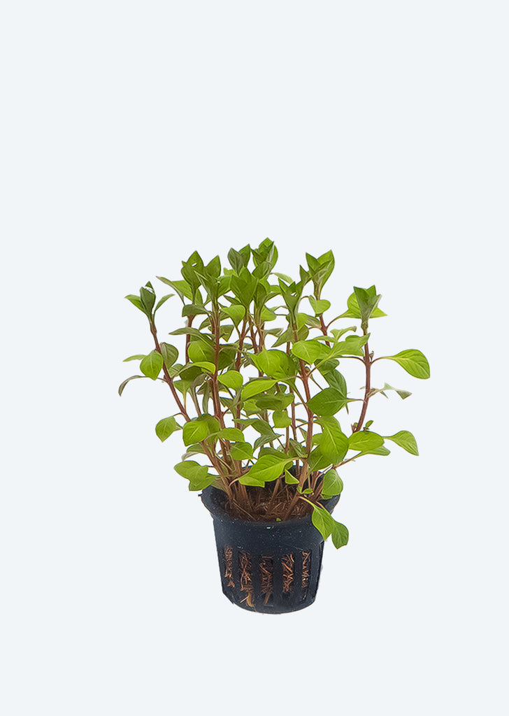 Ludwigia varigated