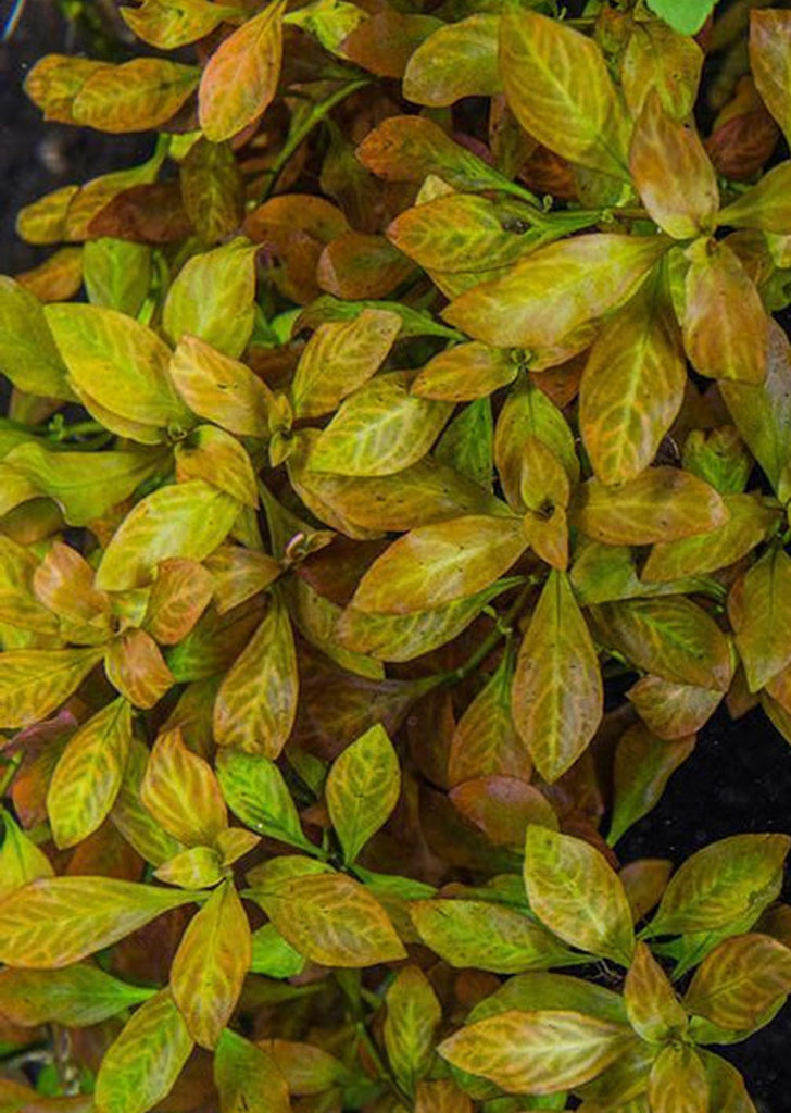 Ludwigia varigated