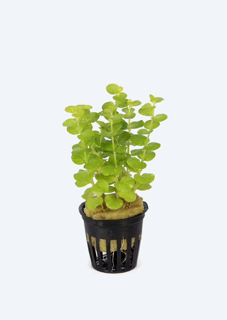 Lysimachia aurea