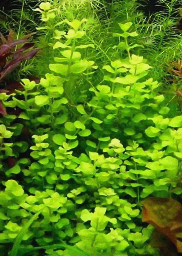 Lysimachia aurea