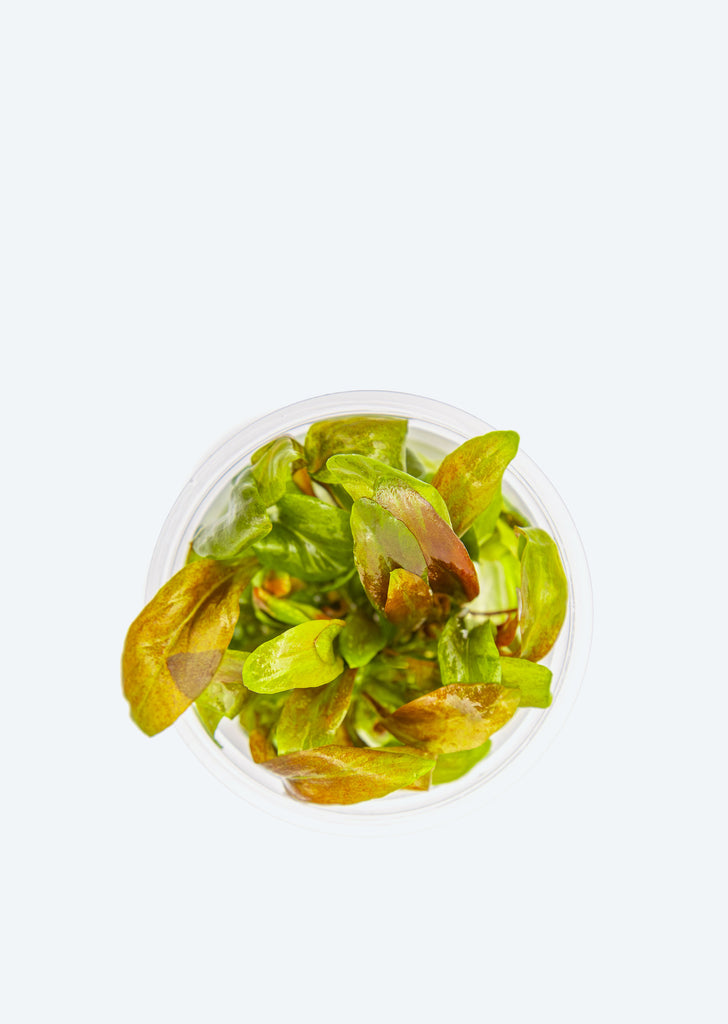 1-2-Grow! Lysimachia parvifolia ‘Red'