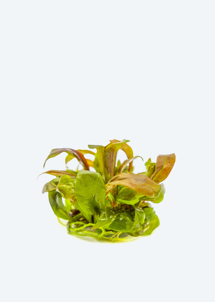 1-2-Grow! Lysimachia parvifolia ‘Red'