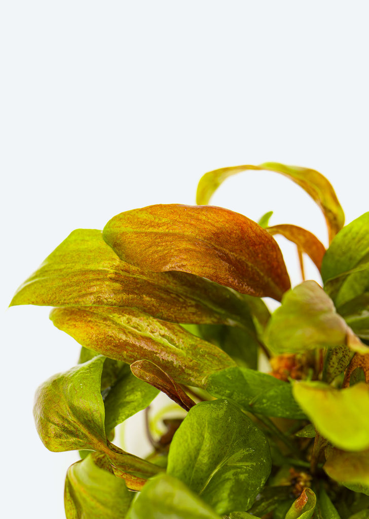 1-2-Grow! Lysimachia parvifolia ‘Red'