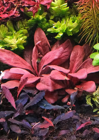 1-2-Grow! Lysimachia parvifolia ‘Red'