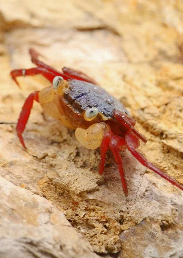 Mandarin Crab