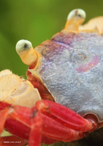 Mandarin Crab