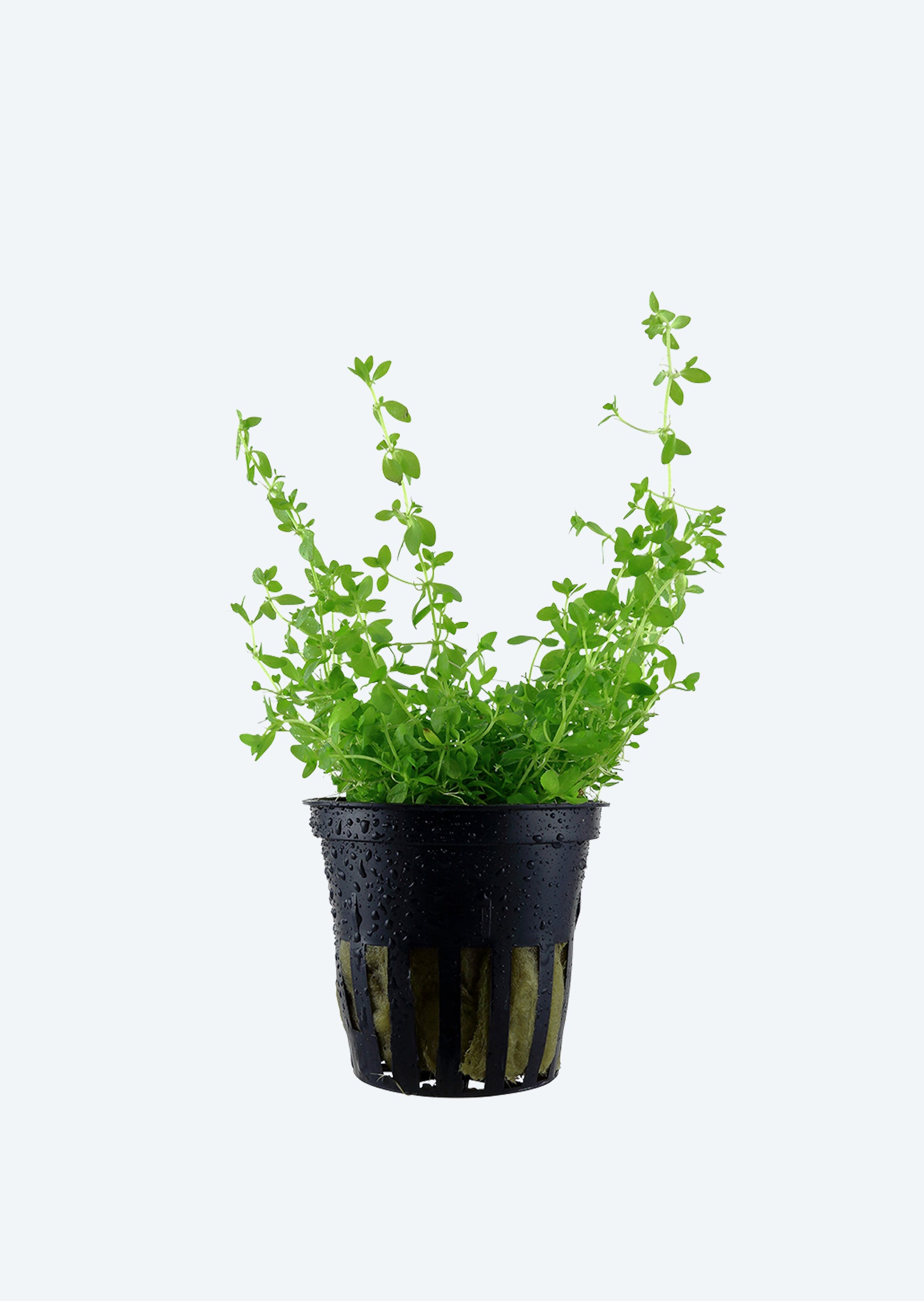 Micranthemum Micranthemoides micranthemum-micranthemoides