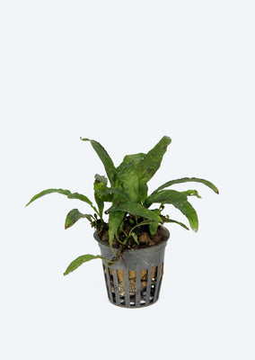 Microsorum Pteropus