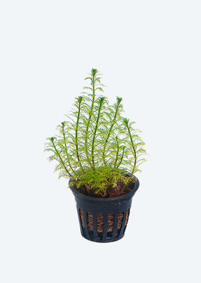 Myriophyllum mattogrossense