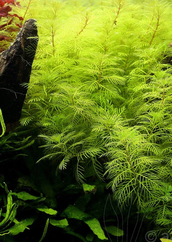 Myriophyllum mattogrossense