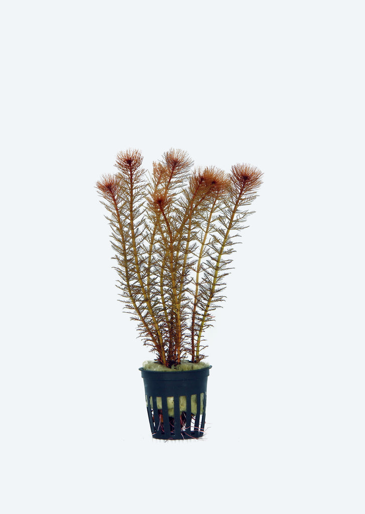 Myriophyllum scabratum