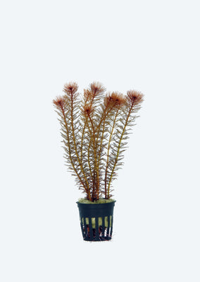 Myriophyllum scabratum
