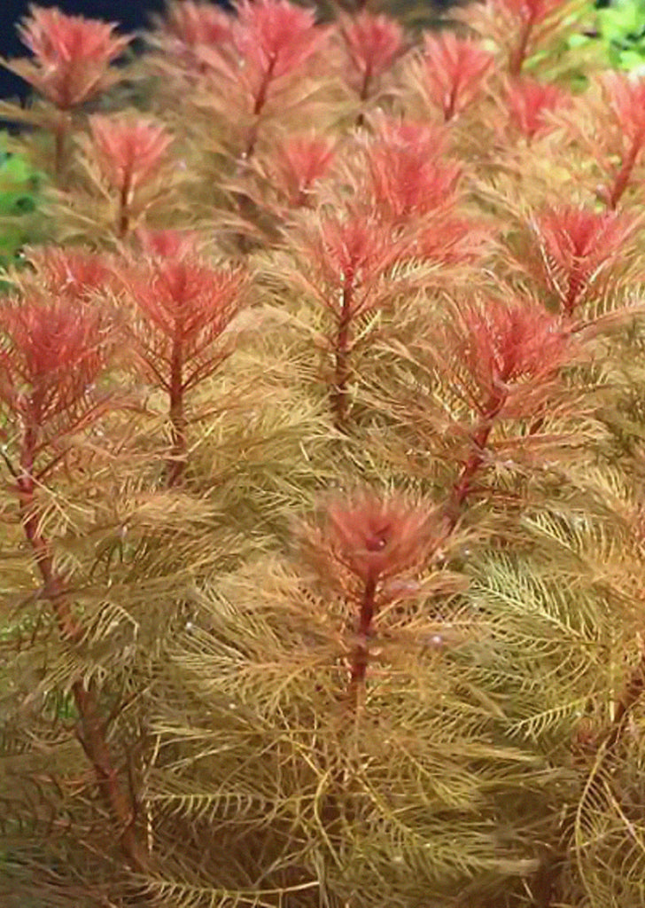 Myriophyllum scabratum