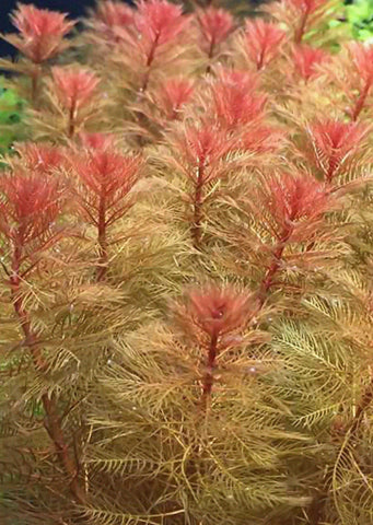 Myriophyllum scabratum