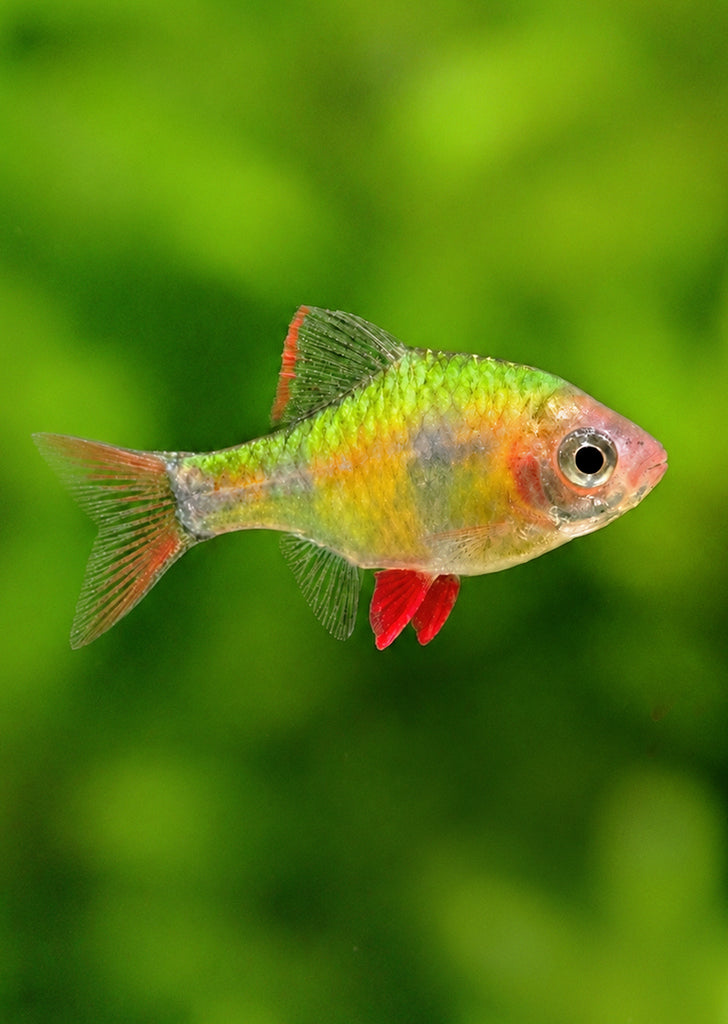 Neon Tiger Barb