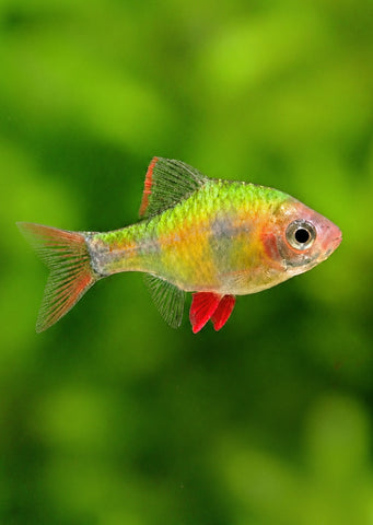 Neon Tiger Barb