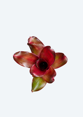 Neoregelia Apple Rose