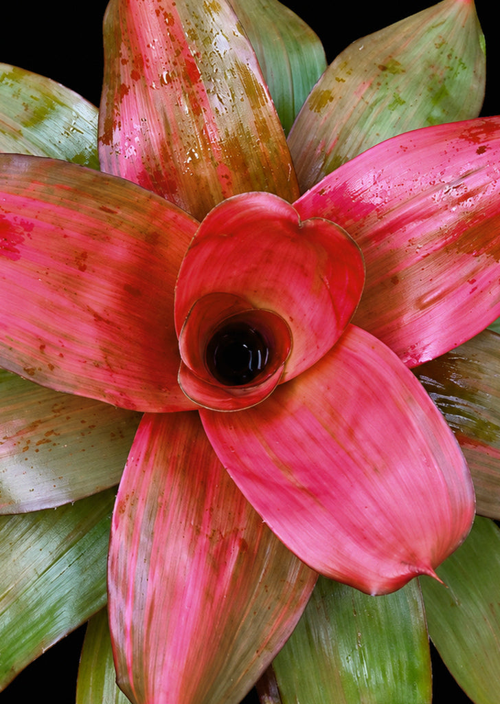 Neoregelia Apple Rose