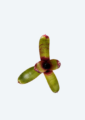 Neoregelia Bonkers