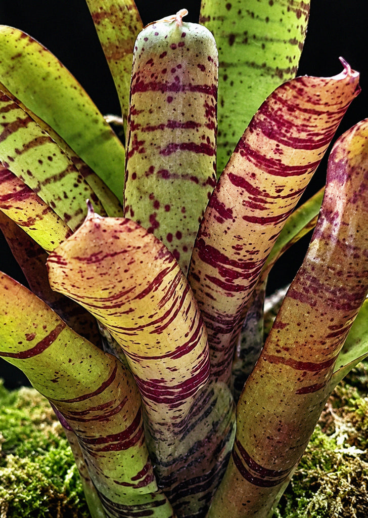 Neoregelia Bonkers