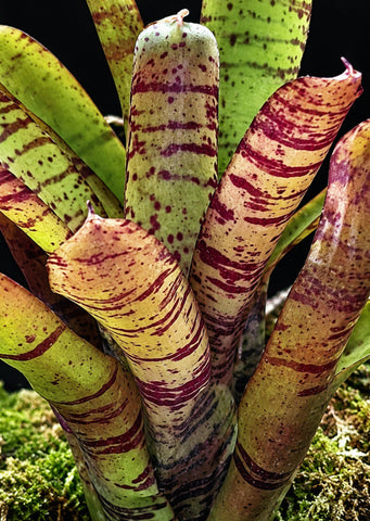 Neoregelia Bonkers