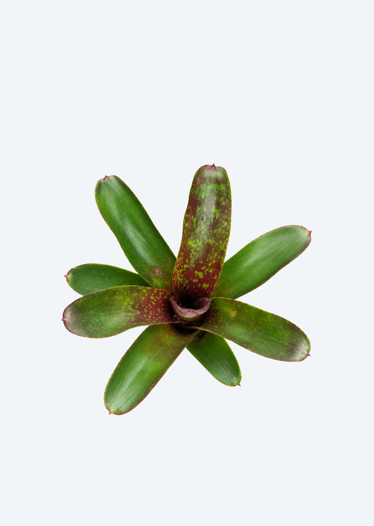 Neoregelia Dartanion