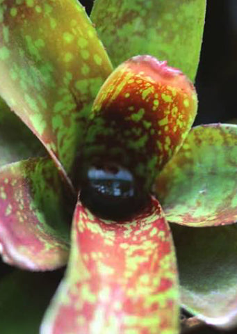 Neoregelia Dartanion