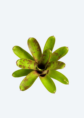 Neoregelia x Knight