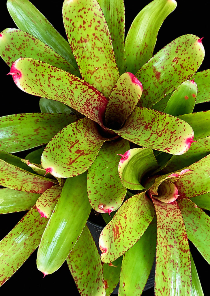 Neoregelia x Knight