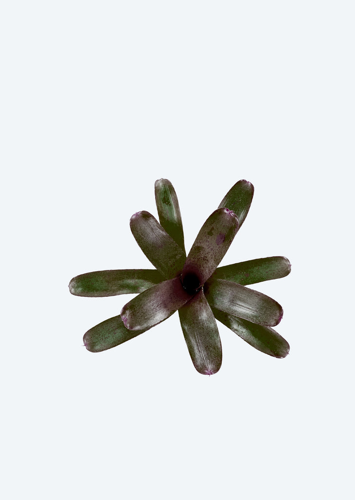 Neoregelia Mini Black