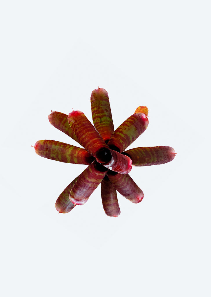 Neoregelia Brown Ember