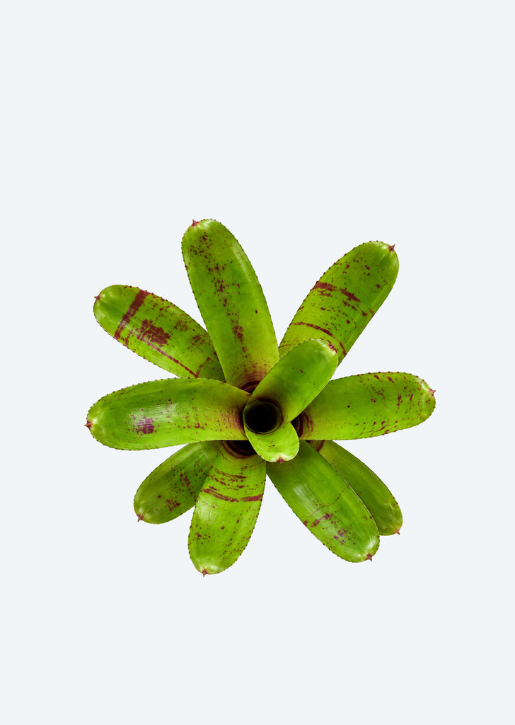 Neoregelia Tiny Tot 'Red Striped'