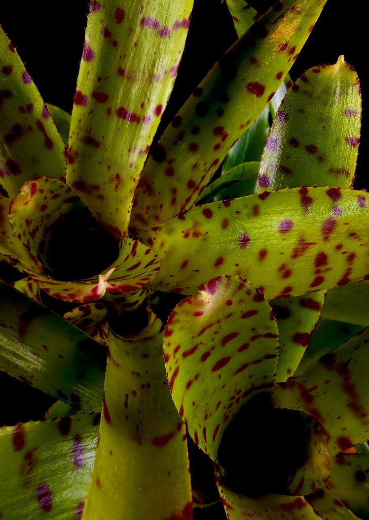 Neoregelia Tiny Tot 'Red Striped'