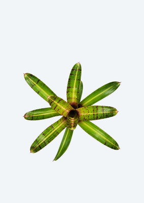 Neoregelia Mini Aventura