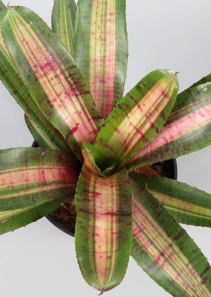Neoregelia Mini Aventura