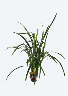 Ophiopogon jaburan
