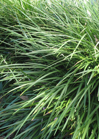 Ophiopogon jaburan