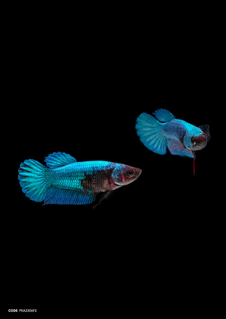 Blue Avatar HMPK (Female)