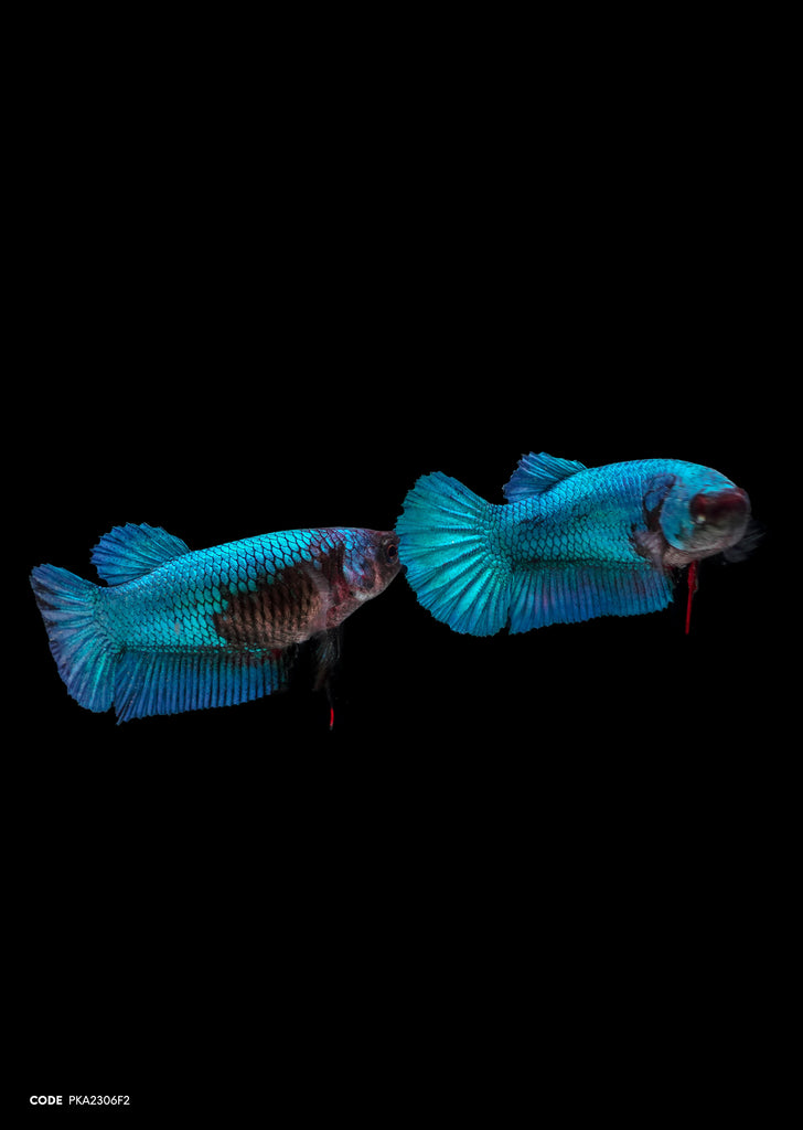 Blue Avatar HMPK (Female)