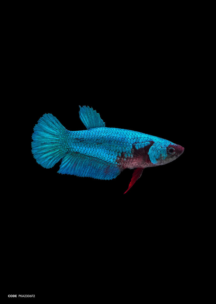 Blue Avatar HMPK (Female)