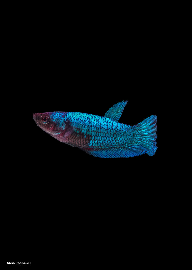 Blue Avatar HMPK (Female)