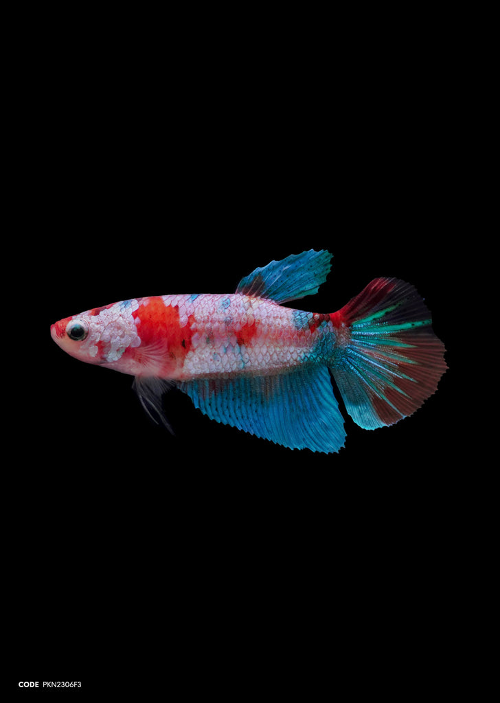 Koi Multicolor HMPK (Female)