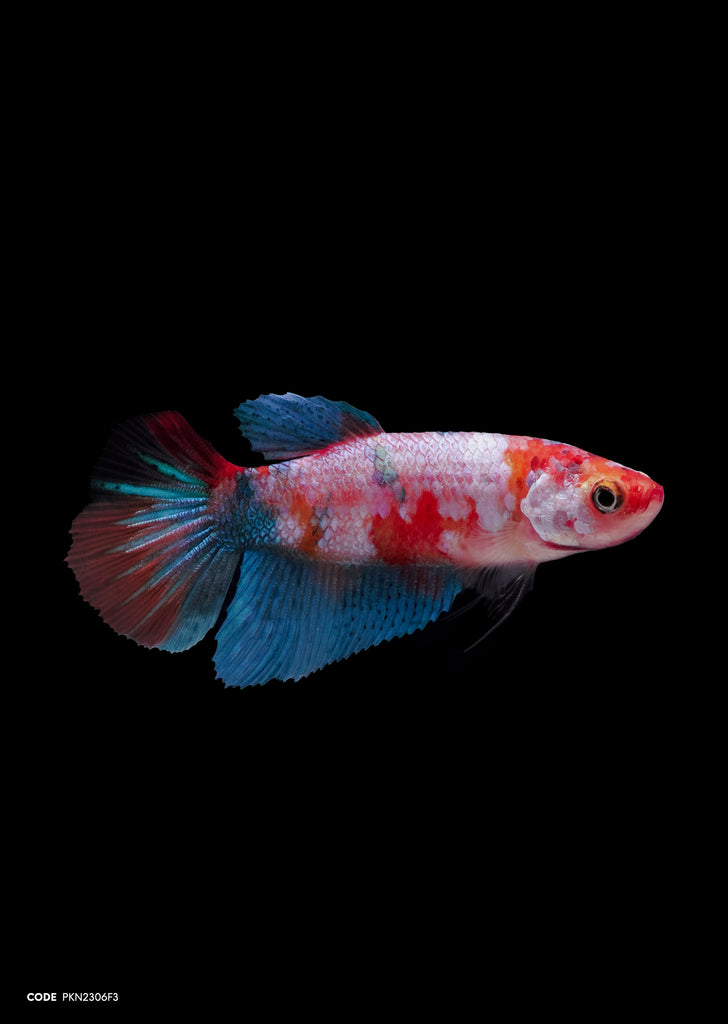 Koi Multicolor HMPK (Female)