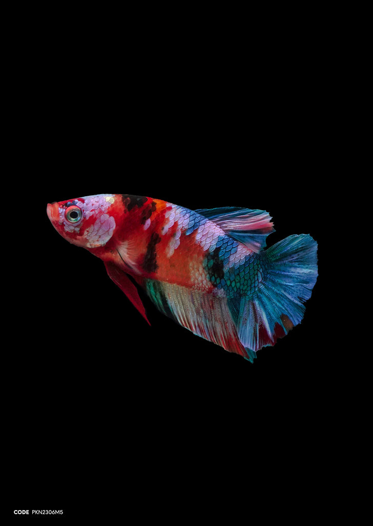 Koi Multicolor HMPK